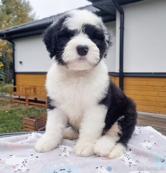 Senojo anglų aviganio bobteilas - 2 laisvi berniukai - 5