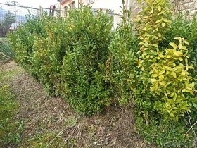 Predám kríky krušpánu vždyzeleného - 5