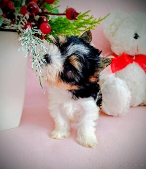 Yorkshir teriér biewer mini fenočka - 5