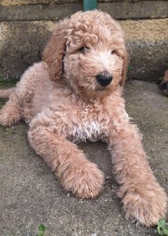 Pudel  Kralovsky Velký Krytie - 5