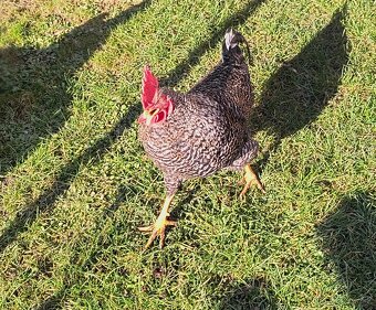 Predám kohútiky - 5