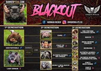 American bully exotic - 5