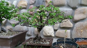 bonsai,bonsaj-hrab 2 - 5