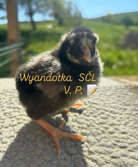 Wyandotka SČL - veľká forma - 5