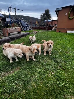Zlaty retríver - 5