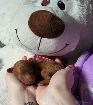 Pudlik pudel Mini toy Red - 5