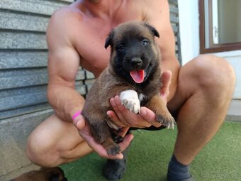 Belgický ovčiak malinois s PP - 5