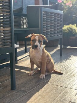 Americký stafordšírsky teriér - 5