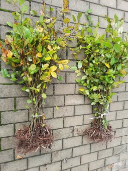 Hrab obyčajný a hrab bonsaj - 5