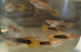 Krevetky Neokaridina - 5