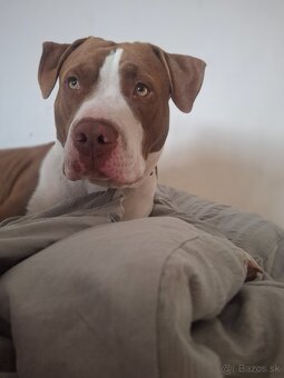 Darujem pitbulla - 5