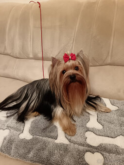 Yorkshire terrier ,York, Yorkshir, Yorkšírský teriér s PP - 5