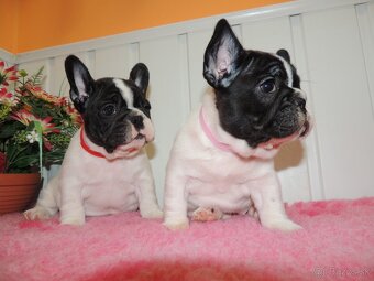 Francúzsky buldoček s PP.FCI. - 5