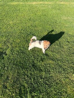 Jack russel krytie - 5