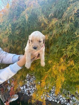 Golden retriever - 5