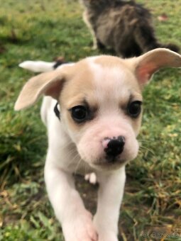 Darujem šteniatko - 5