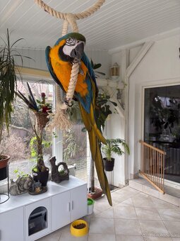 ARA ARARAUNA - samec - 5