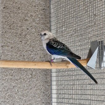 1.0 modry/opalin - 5