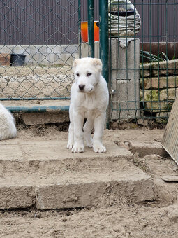 Stredoázijský ovčiak SAO s PP - 5