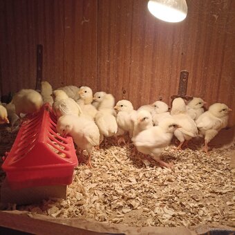 Ponúkame kuriatka - 5