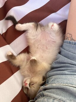 Ragdoll - 5
