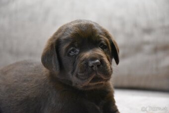 Hnedé šteniatka Labrador s PP - 5