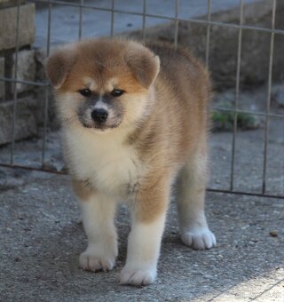Akita inu - šteniatka s rodokmeňom - 5