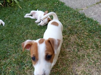 Jack russel teriér - 5
