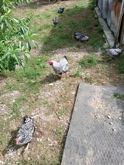 Wyandotka zdrobnela čiernolemovaná - 5