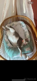 Milý kocúr Balou hľadá nový domov - 5