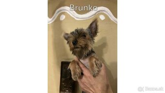 Baricsfarma ponúka na predaj yorkshirských teriérov - 5