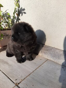 Čau čau, chow chow - 5