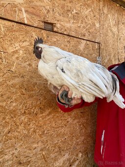 Ga h mong kohúti - 5