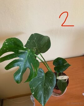 MONSTERA THAI CONSTELLATION - 5
