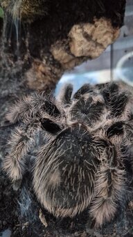 🕷️ Tarantula + terárium Predám tarantulu (samica) kľudná - 5