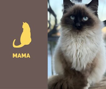 Predám ragdoll mačiatka - 5