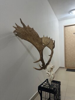 Danielia trofej , trofeje ,parožie ,parohy,Daniel - 5