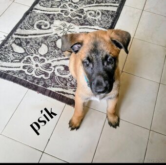 Belgický ovčiak malinois - 5