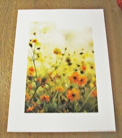 Print Tulipány, Lúčne kvety, Lúka - rozmer 40 cm x 30 cm - 5