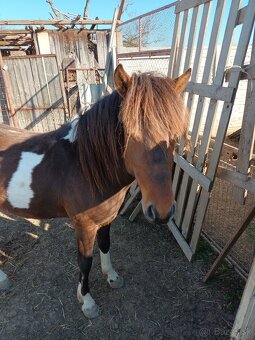 Predám pony žrebca - 5