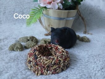 Darujeme nádherné mláďatá sýrskych škrečkov - 5