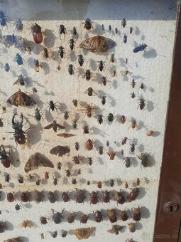 Vitrina , vyvesna skrinka , zbierka hmyzu - 5