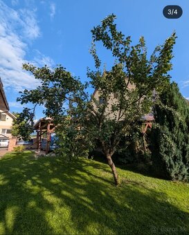 🌳 Rez ovocných stromov – december až marec 🌳 TT, TN, ZA... - 5