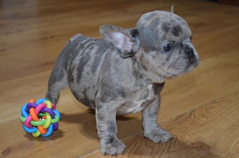 francuzsky buldocek - 5