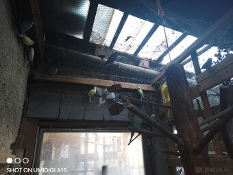 Predám andulky Alexandra maleho kakariky rozela - 5