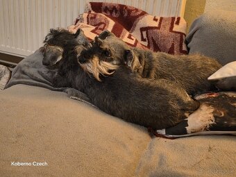 Bradáč malý korenie a sol - 5