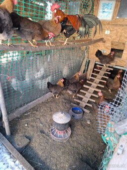 NV vlaška perlovošedá, ǰarabičia,striebrokrká - 5