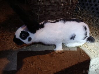 Predám králiky Nos - 5