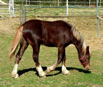 Welsh Cob C, Welsh pony - 5