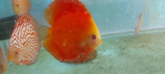 Geophagus, terčovec red melon, tyrkys, checkerboard - 5